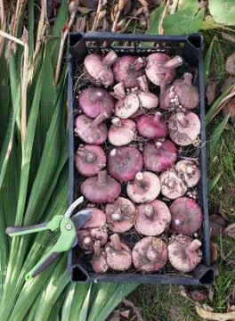 Corms of gladioli Stock Photos