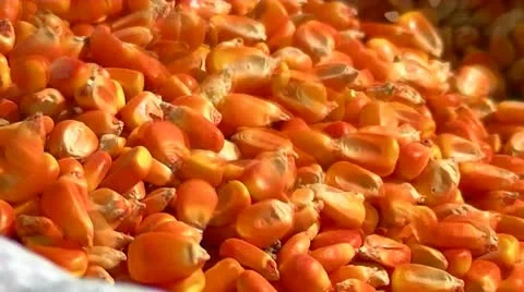 Corn 010.mp4 Stock Footage 12616705