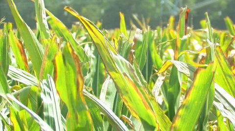 Corn 11 Video stock 845389