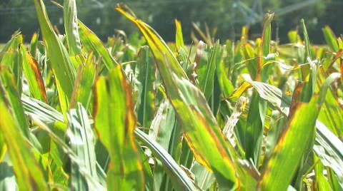 Corn 12 Video stock 845403