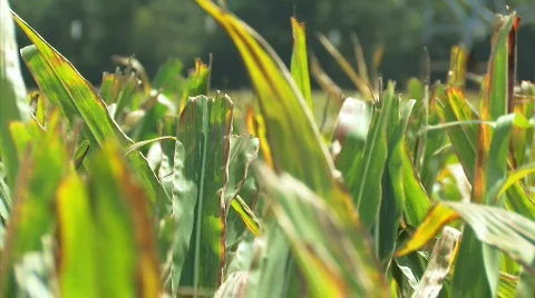 Corn 13 1 Video stock 845409