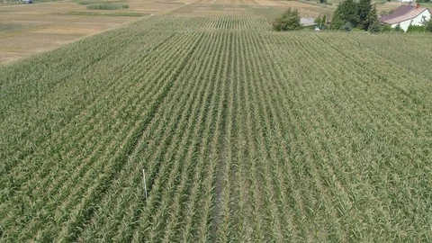 Corn from above, aerial view Stock Footage 123653235