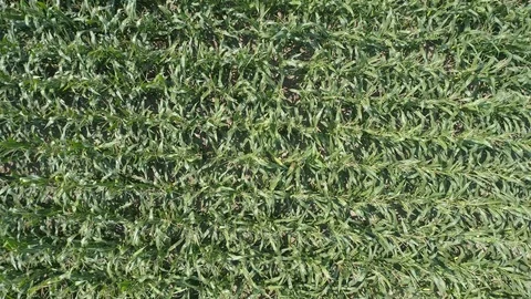 Corn from above, aerial view Stock Footage 123653238