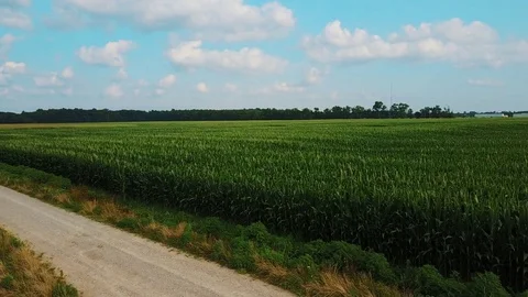 Corn aerial shot Stock Footage 78733646