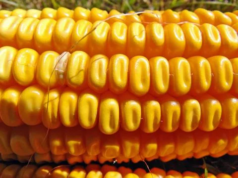 Corn after it has been harvested Foto stock