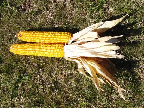 Corn after it has been harvested Stock Photos