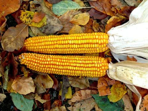 Corn after it has been harvested Fotos de archivo