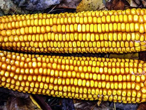 Corn after it has been harvested 库存照片