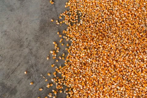 Corn after the milling. Stock Photos