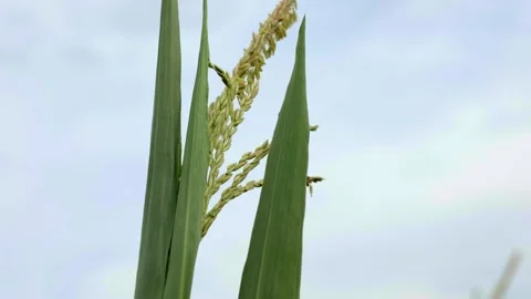 Corn against the sky close-up Stock Footage 249960201