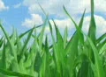 Corn Against Sky Footage