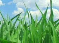 Corn Against Sky SD Footage