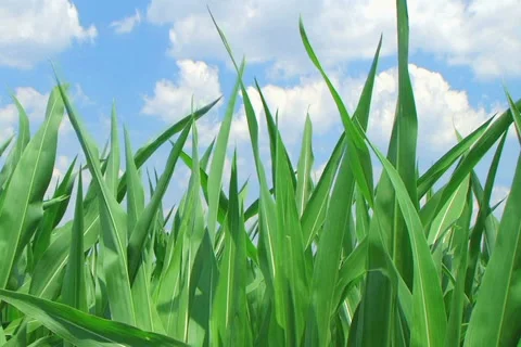 Corn Against Sky Stock Footage 2730911