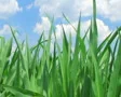 Corn Against Sky SD Footage