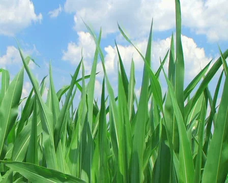 Corn Against Sky 動画素材 2823780