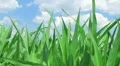 Corn Against Sky HD Footage