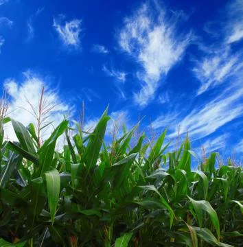 Corn against the sky Stock Photos