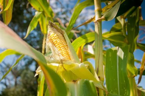 Corn against the sky Stock Photos