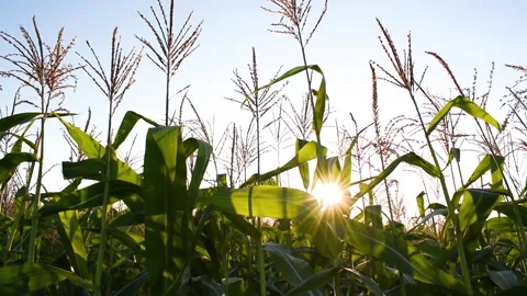 Corn. Agriculture Corn field at sunset on a blue sky background. Stock Footage 160129654