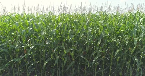 Corn Agriculture. Corn grows on the field view from the drone. Harvesting corn Video stock 165825359