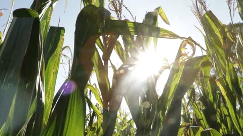 CORN AGRICULTURE Video stock 138404539
