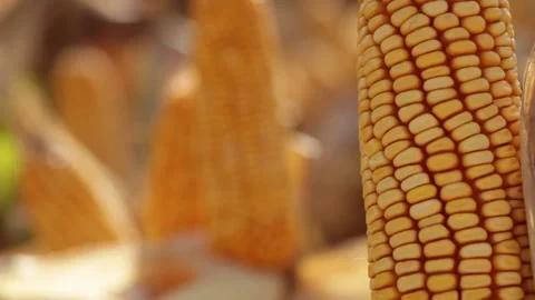 CORN AGRICULTURE Video stock 138404566