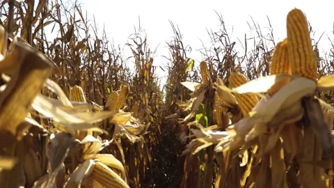 CORN AGRICULTURE Video stock 138404567