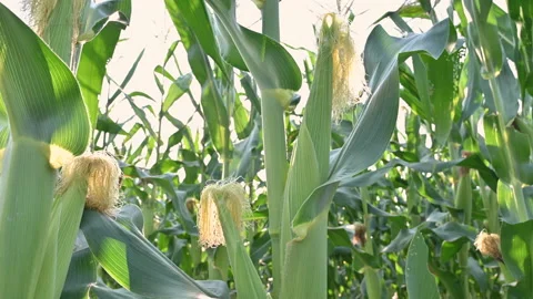 Corn is almost time to harvest. ( close up )	 Stock Footage 224350221