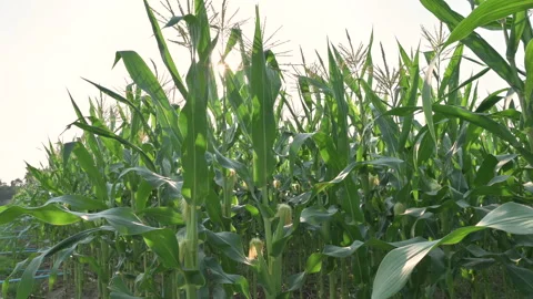 Corn is almost time to harvest.	 Stock Footage 224350325