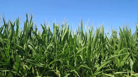 Corn and Blue Sky Stock Footage 8742467
