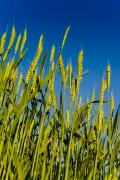 Corn and blue sky Stock Photos