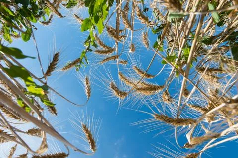 Corn and blue sky Stock Photos