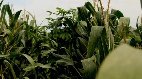 Corn and Cassava Fields Stock Photos