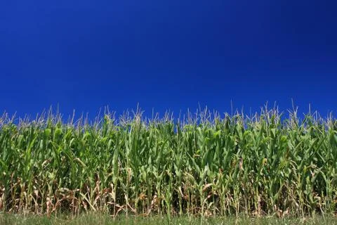 Corn and cloudless sky Foto stock