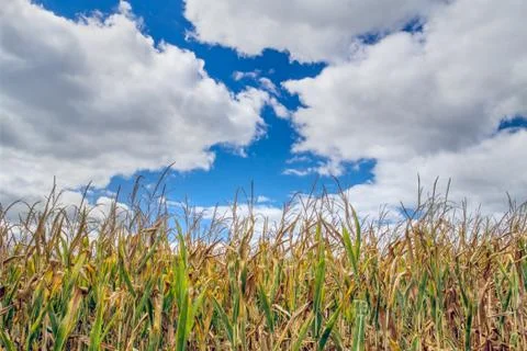 Corn and Clouds Stock Photos