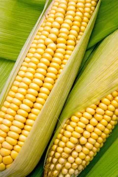Corn and cob Foto stock