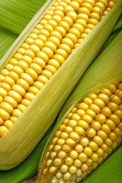 Corn and cob Stock-Fotos