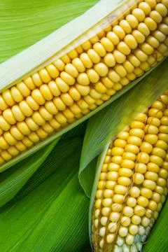 Corn and cob Stock-Fotos