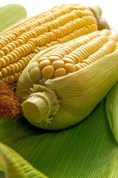 Corn and cob Stock Photos
