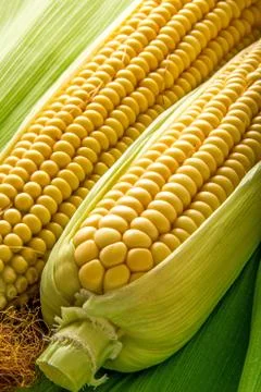 Corn and cob Stock-Fotos