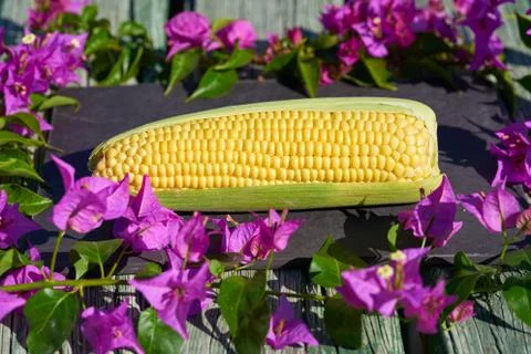 Corn and flowers background Stock Photos