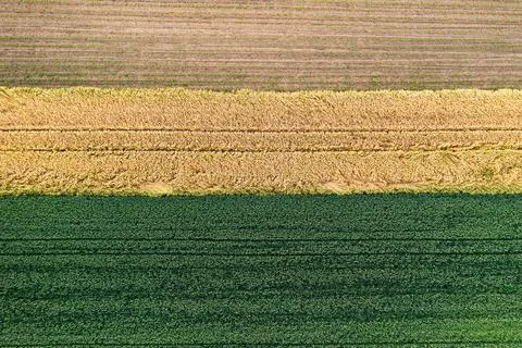 Corn and grain fields Stock Photos