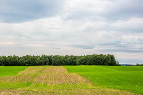Corn and hay alternating in rows for the practice of strip cropping in Wisc.. Stock Photos