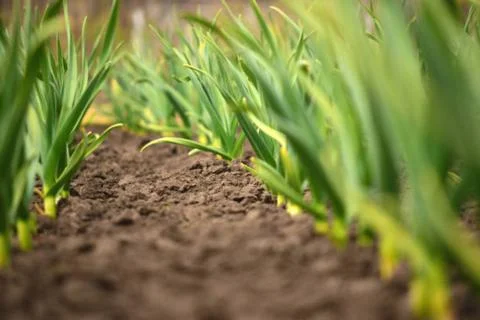 Corn and onions Foto stock