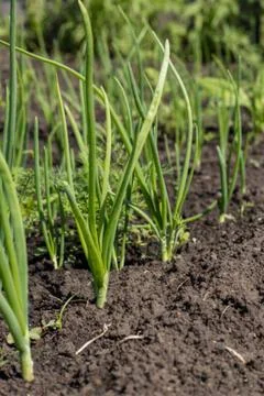 Corn and onions Stock Photos