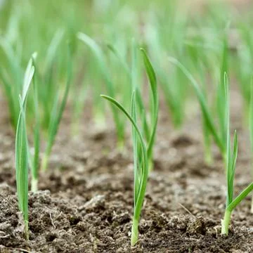 Corn and onions Stock Photos