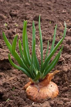 Corn and onions Stock-Fotos