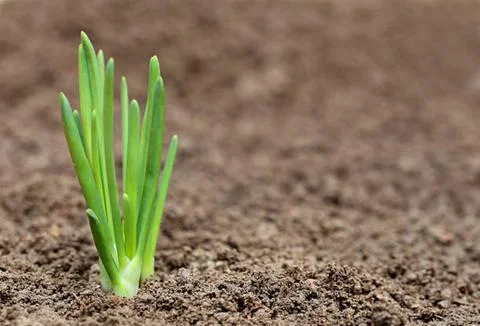 Corn and onions Stock Photos