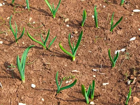Corn and onions Stock-Fotos