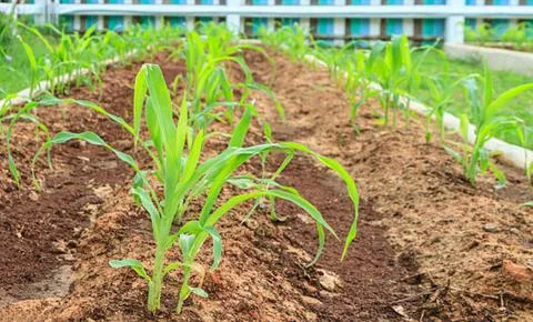 Corn and onions Stock Photos